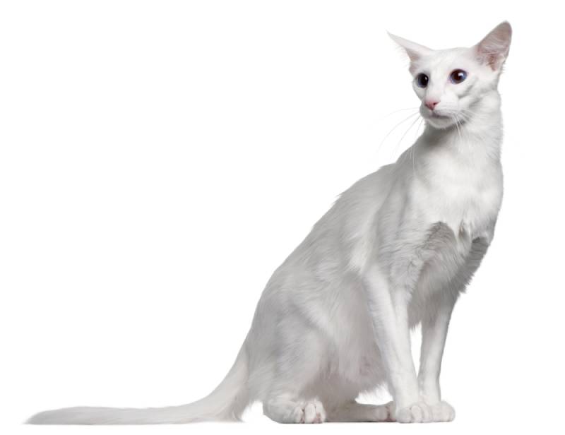 balinese cat on white background