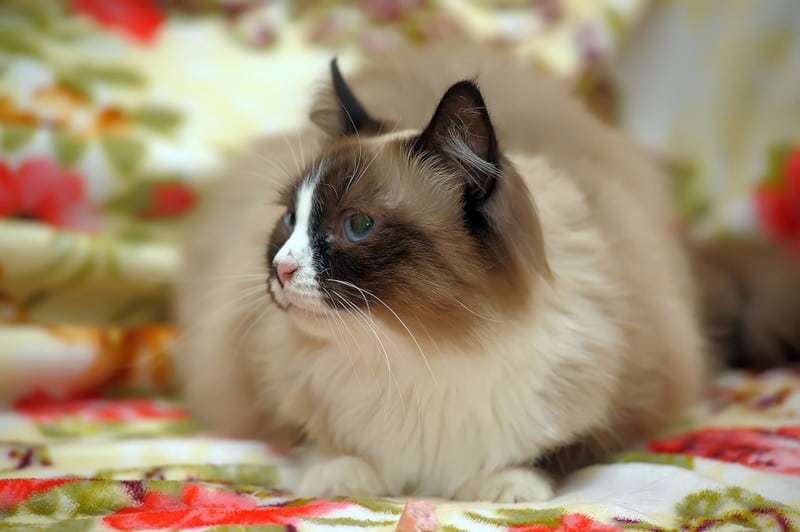 balinese cat resting