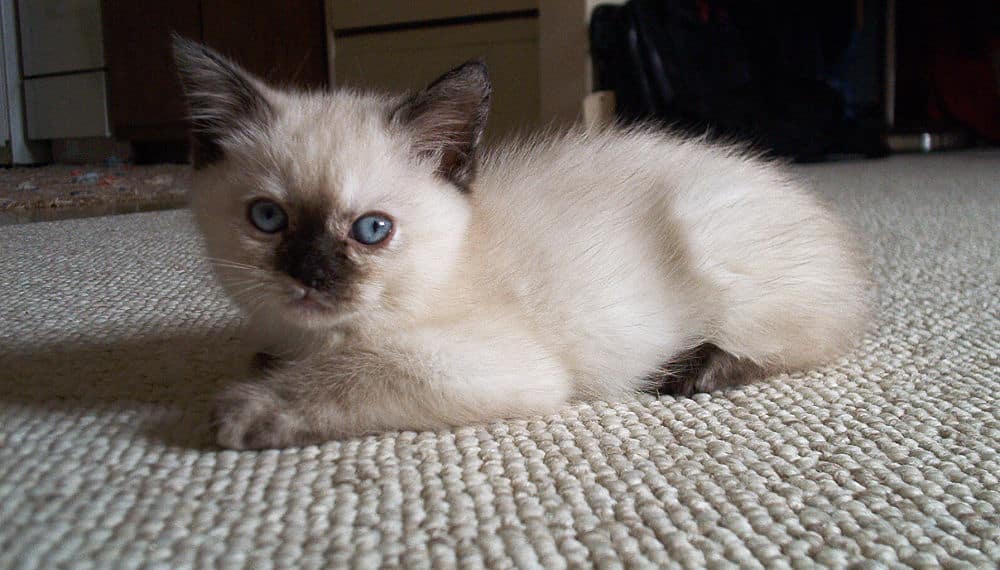 balinese kitten lying on a carpet