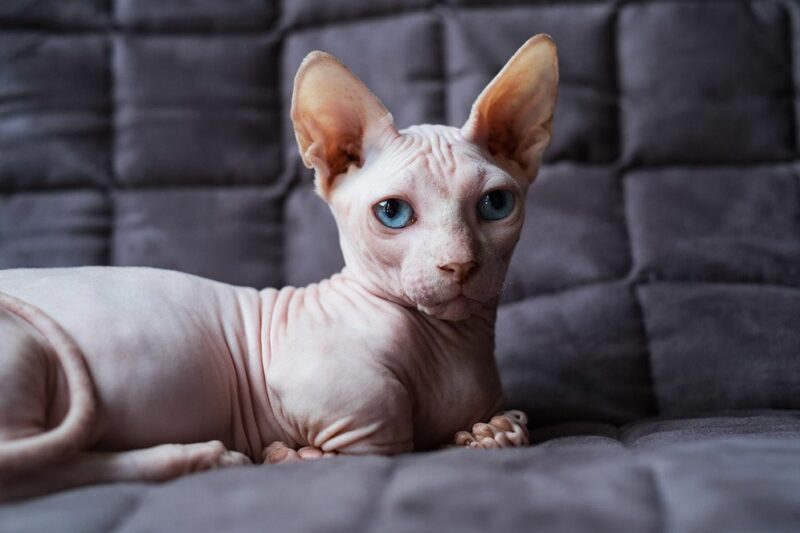bambino-sitting-in-the-sofa