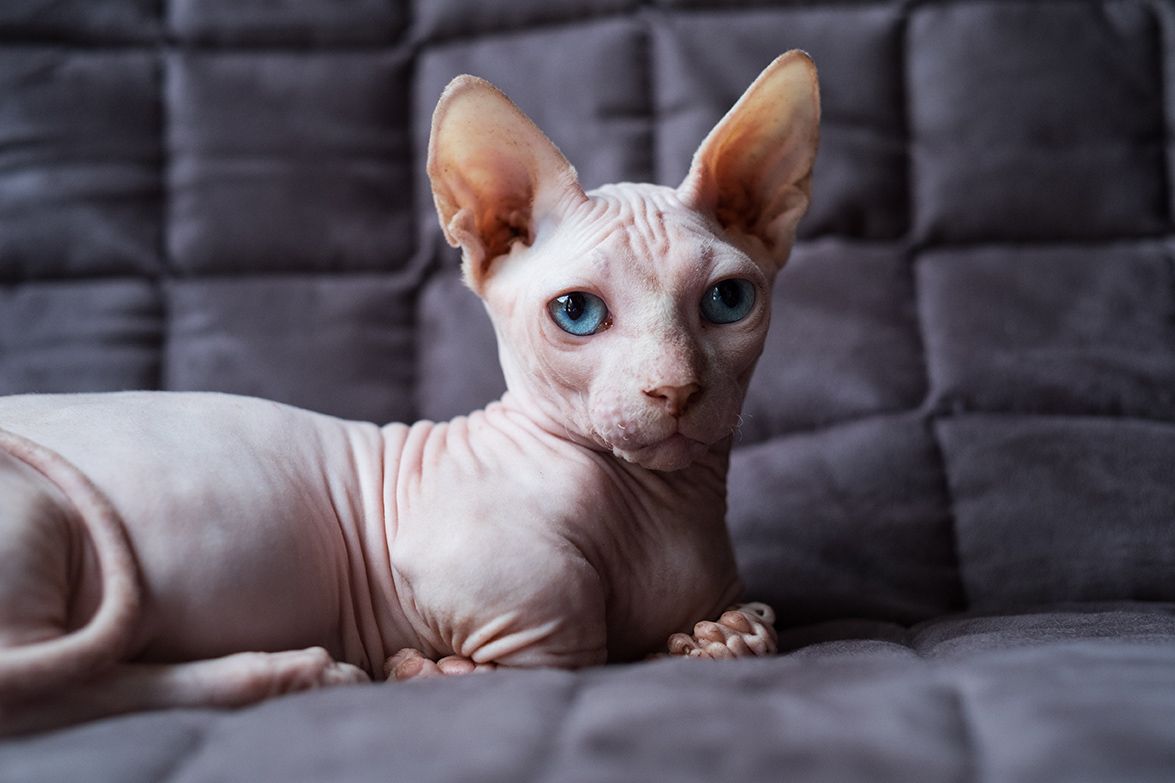 bambino sitting in the sofa