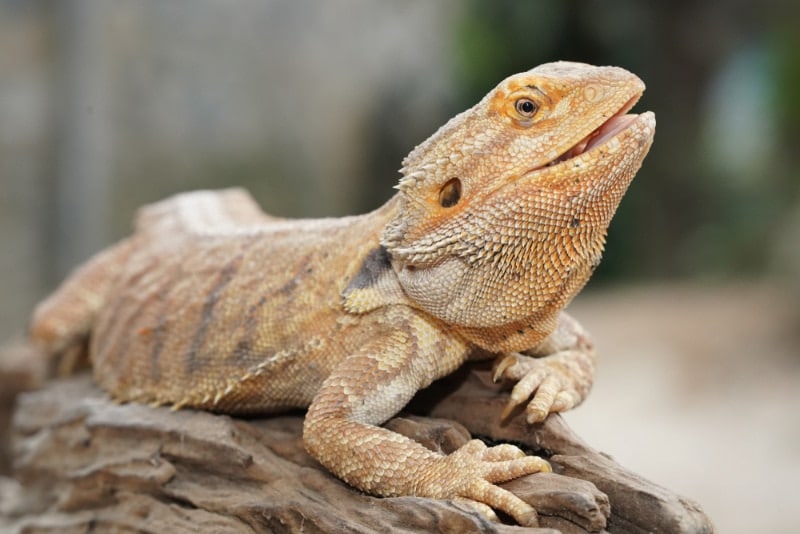 bearded dragon on a log