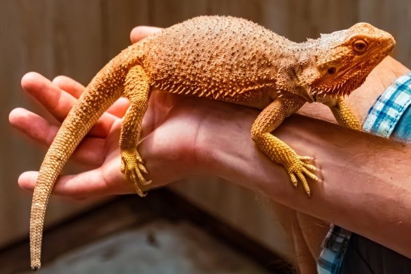 bearded dragon on human arm