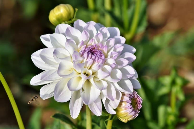 beautiful dahlia flower