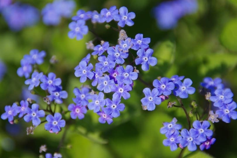 beautiful forget me not flowers