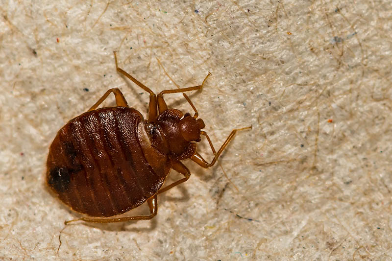 bed bug close up