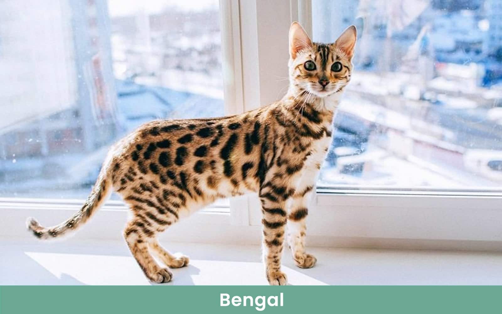 bengal