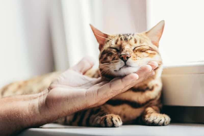 bengal cat being stroked by man's hand and purring
