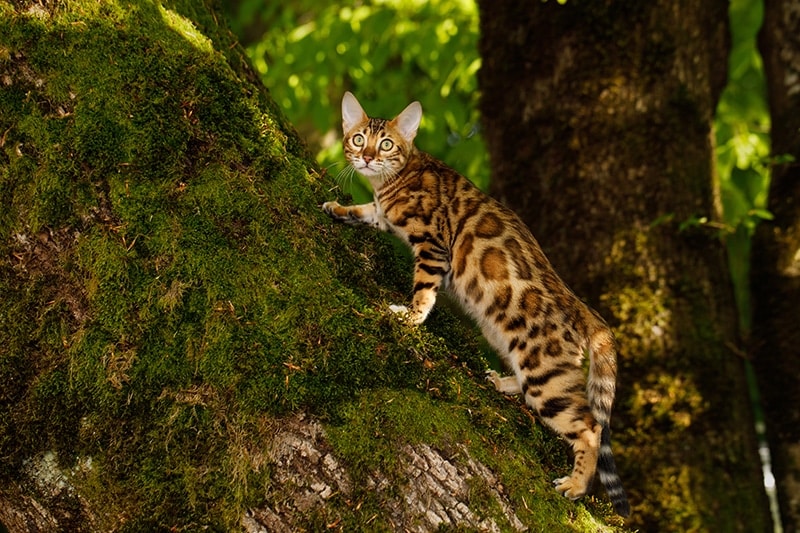 Bengal Cat climbing a tree in the forest