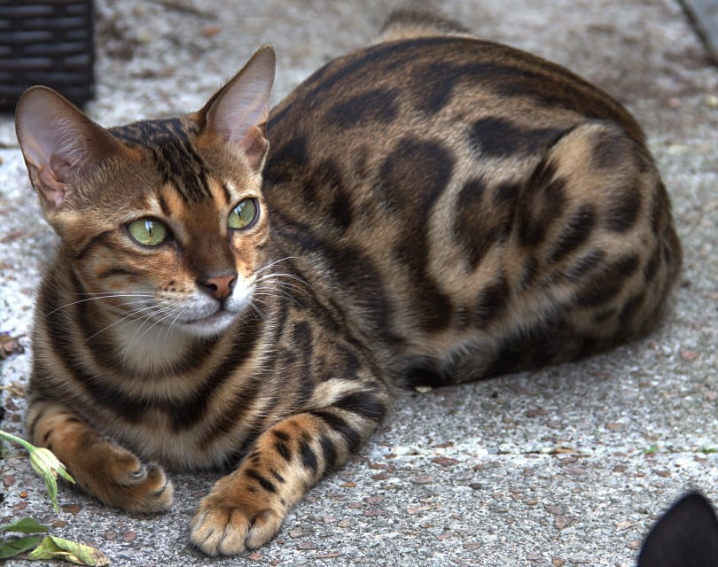 bengal cat close up