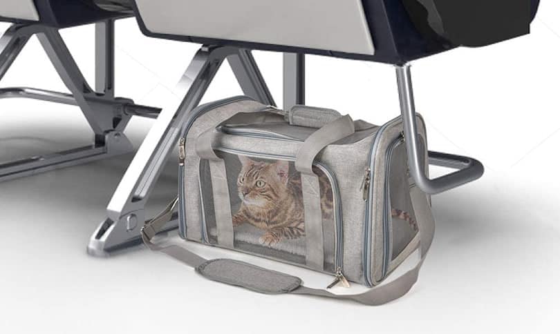 bengal cat in a cat carrier