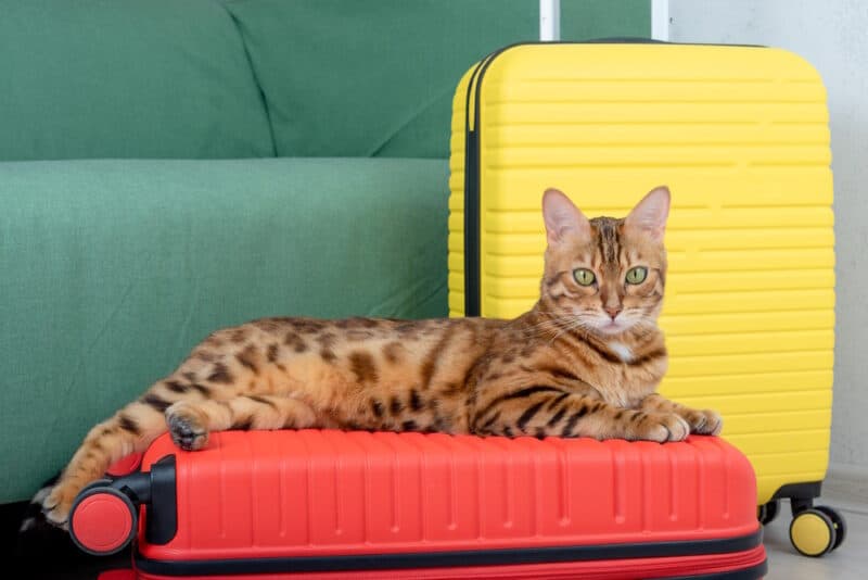 bengal cat lying on suitcase