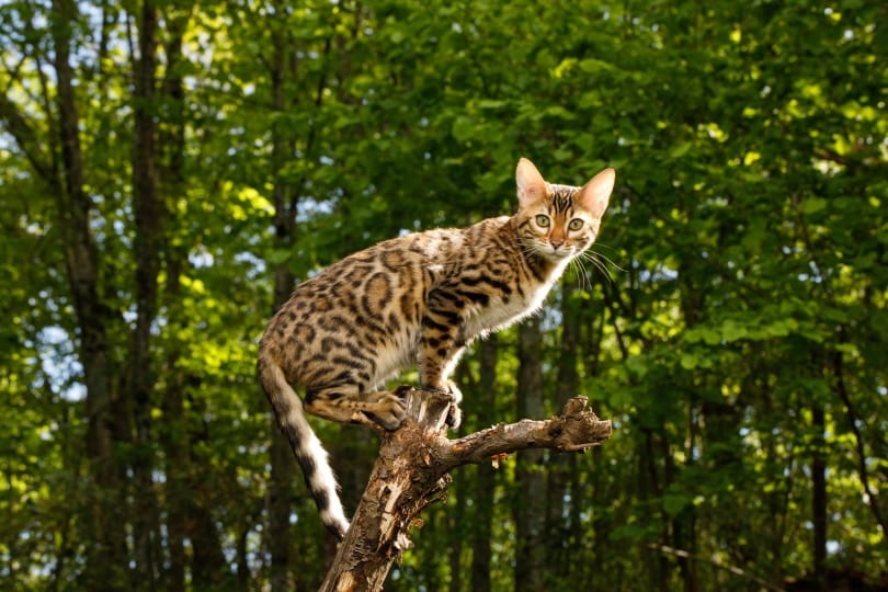 bengal cat outdoor