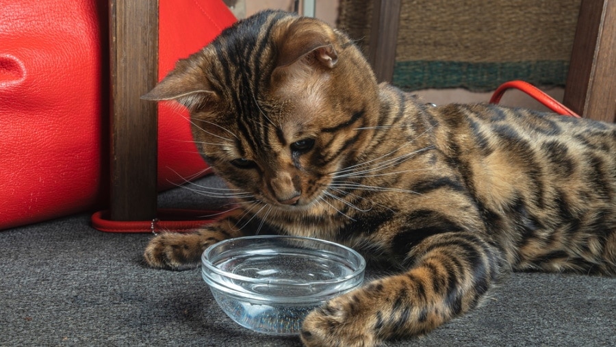 bengal cat playing water in the bowl