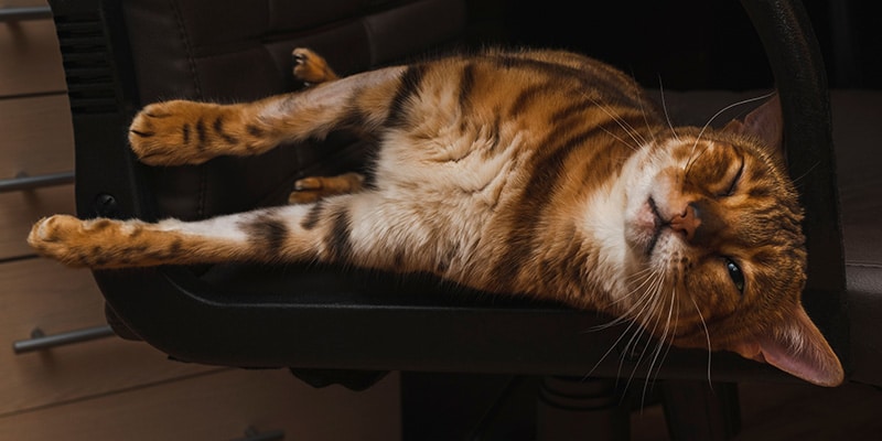 bengal cat pressing its head against the chair during estrus