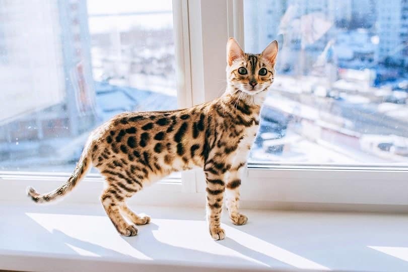 bengal cat standing by the window
