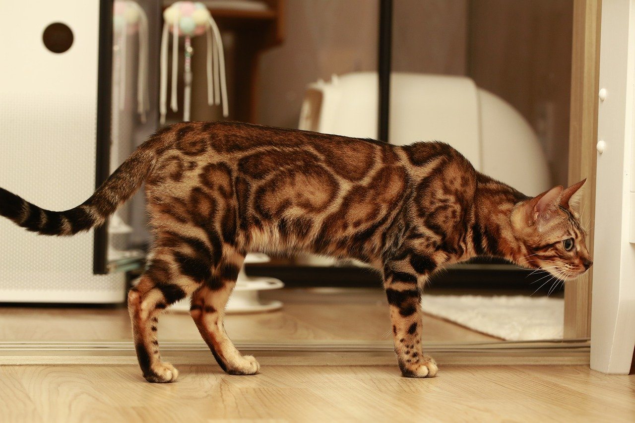 bengal cat with curly tail