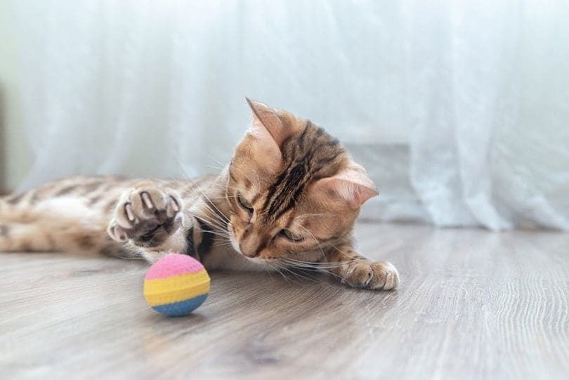 bengal kitten is playing with a ball in the room