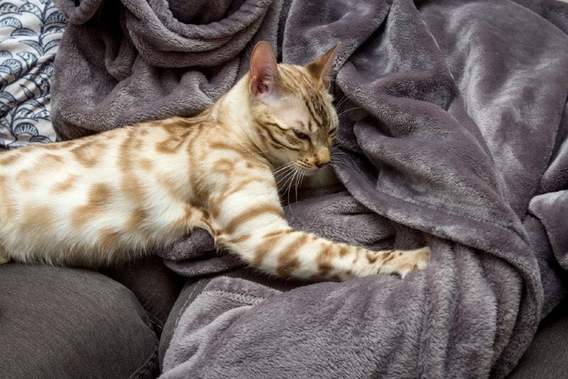 bengal kneading blanket