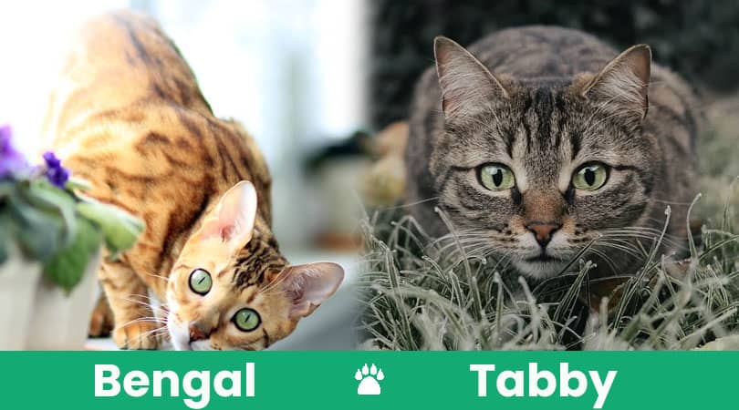 bengal vs tabby feature
