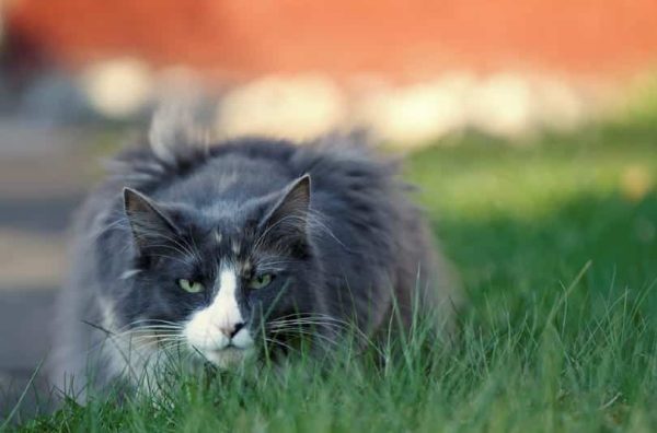 bi-color-norwegian-forest-cat