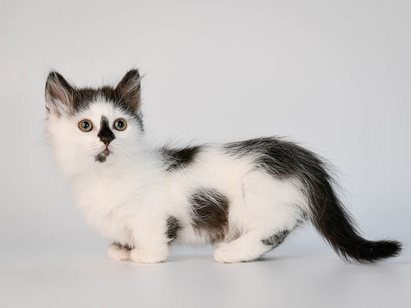 bicolor munchkin cat