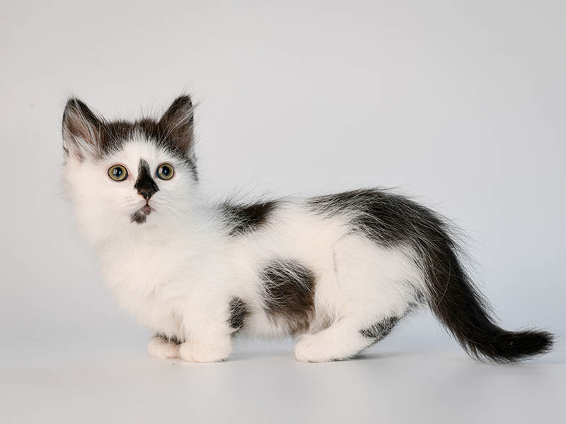 Munchkin Longhair - Cat Breeds