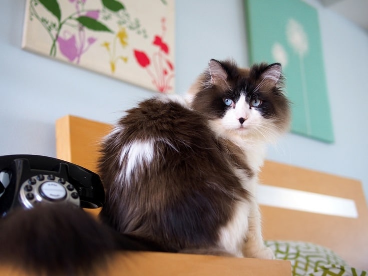 bicolor ragdoll