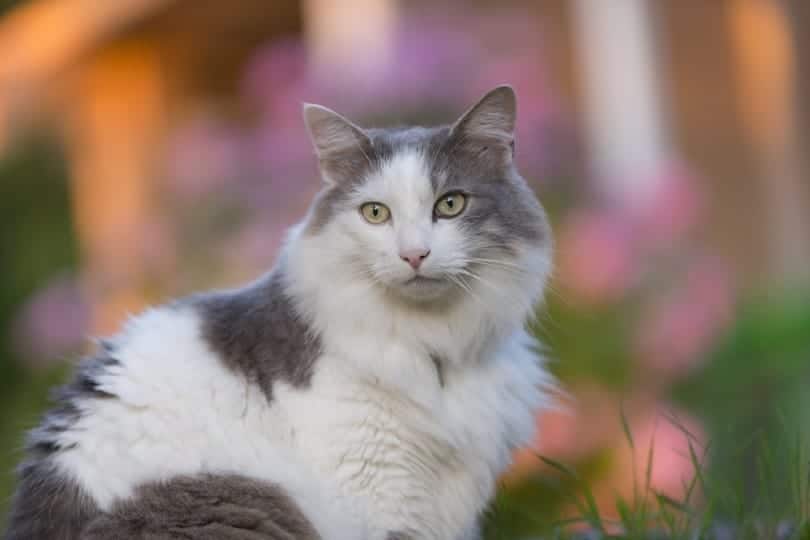 bicolor turkish angora