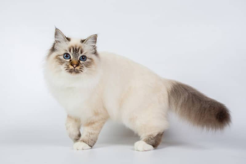 birman cat standing on white background