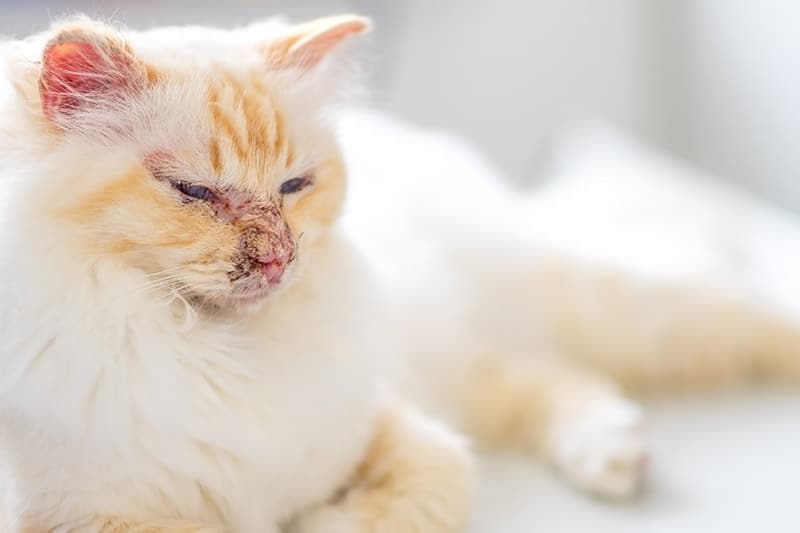 Birman cat with Pemphigus autoimmune disease