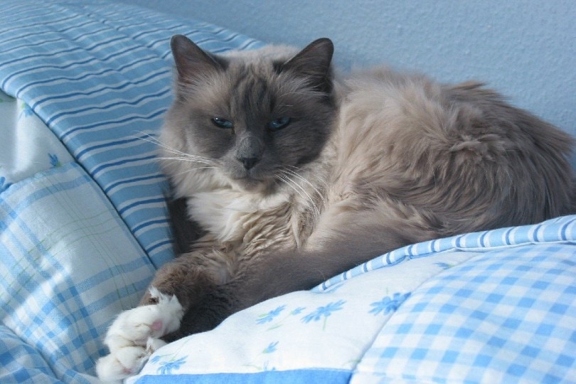 birman cat