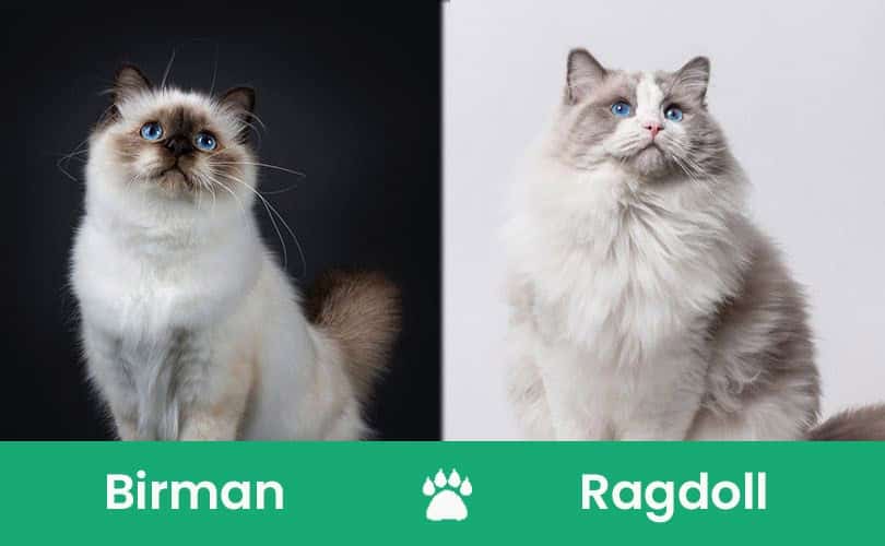 Birman vs. Ragdoll Which Breed is Right for You? (With Pictures) Catster