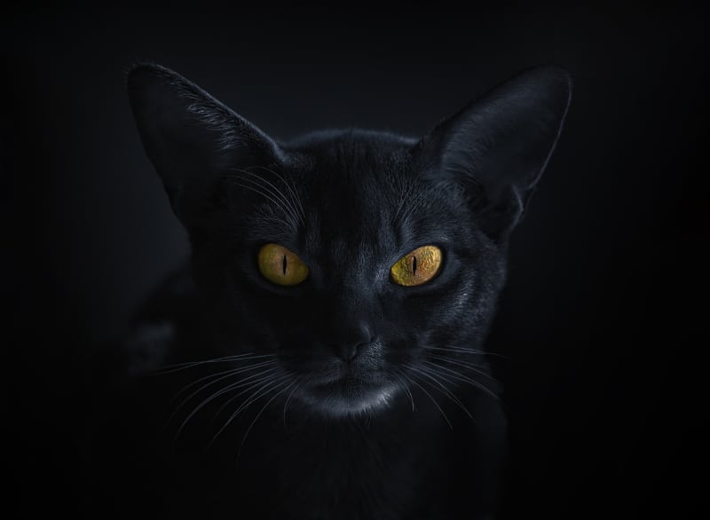 black abyssinian cat