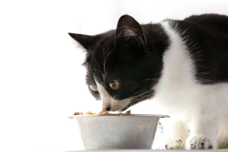 black and white cat eating food from a stainless bowl