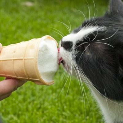 black-and-white-cat-eating-ice-cream