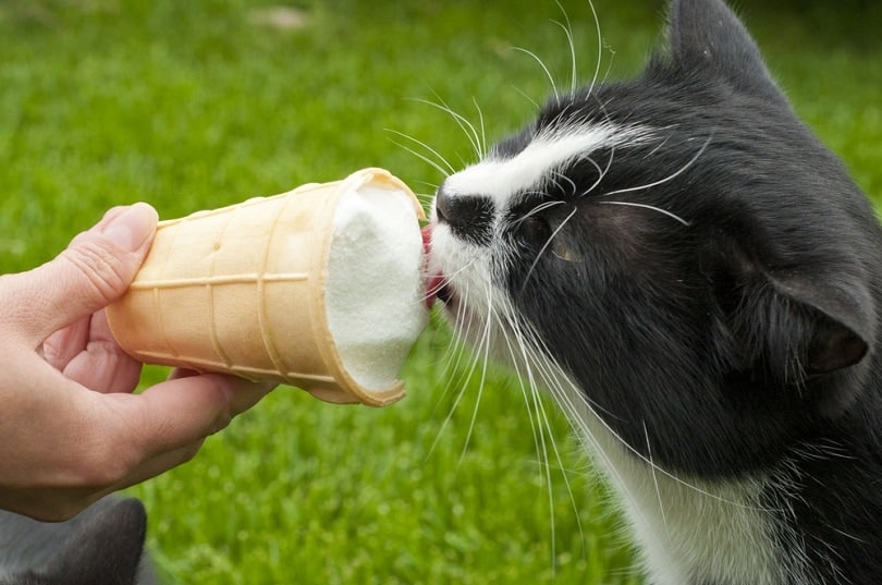black-and-white-cat-eating-ice-cream
