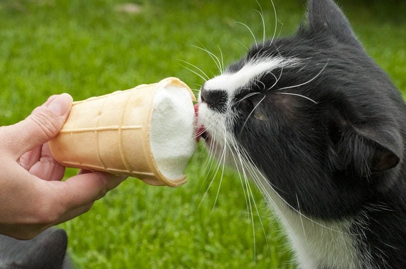 black and white cat eating ice cream