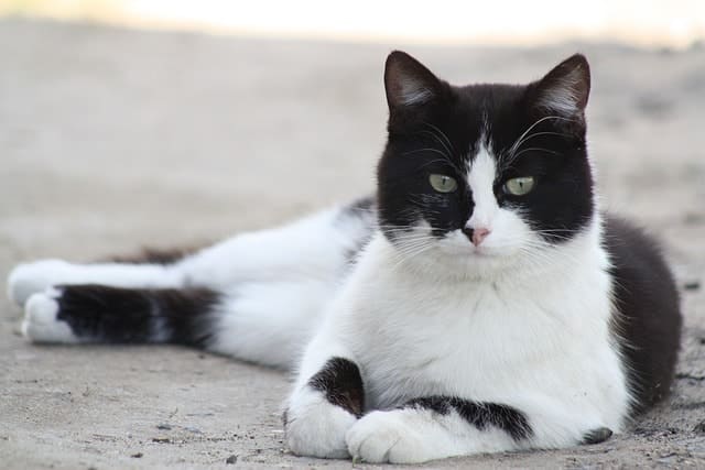 black and white cat laying down