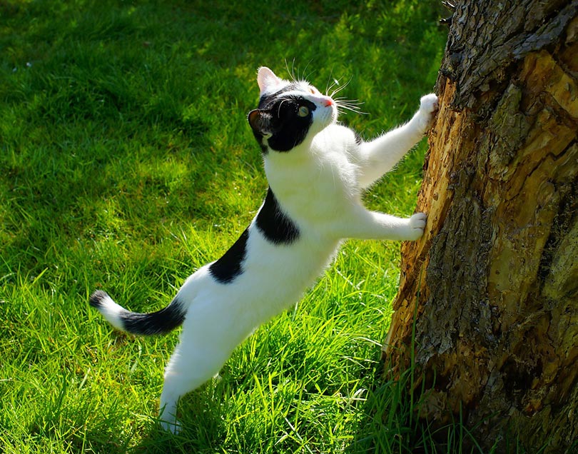 black and white cat leaning on a tree hunting its prey