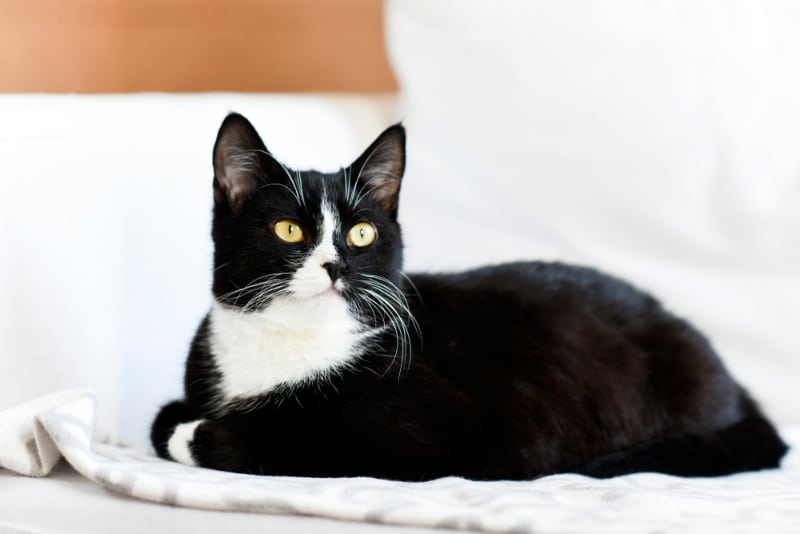 black and white cat lying on bed