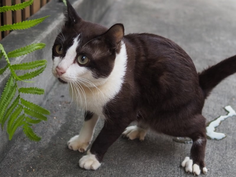 black and white cat peeing outdoor