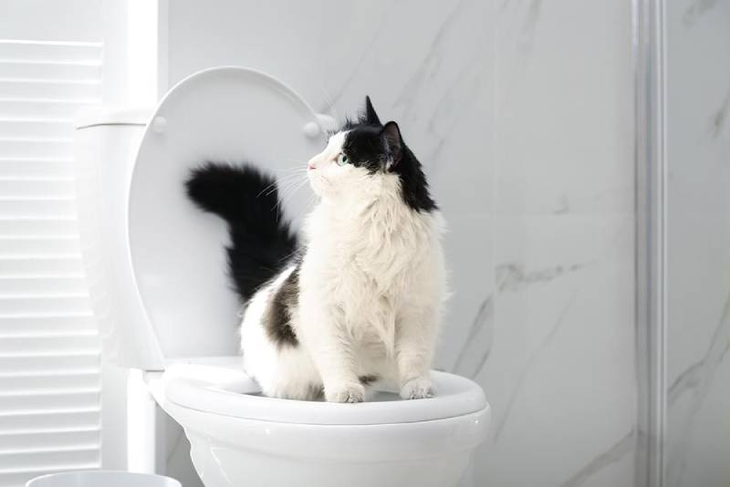 black and white cat sitting on the toilet bowl