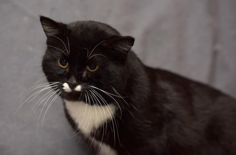 black and white cat with a white mustache_Anna Krivitskaya_shutterstock