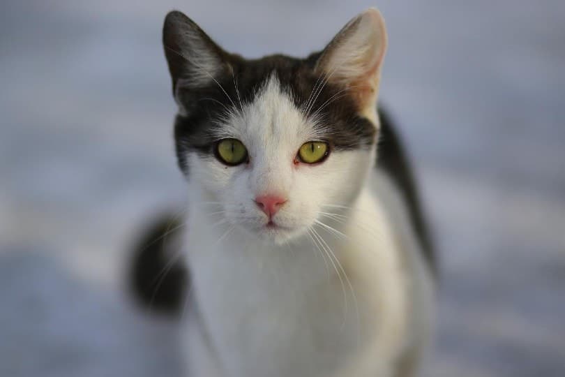 black and white domestic short haired cat