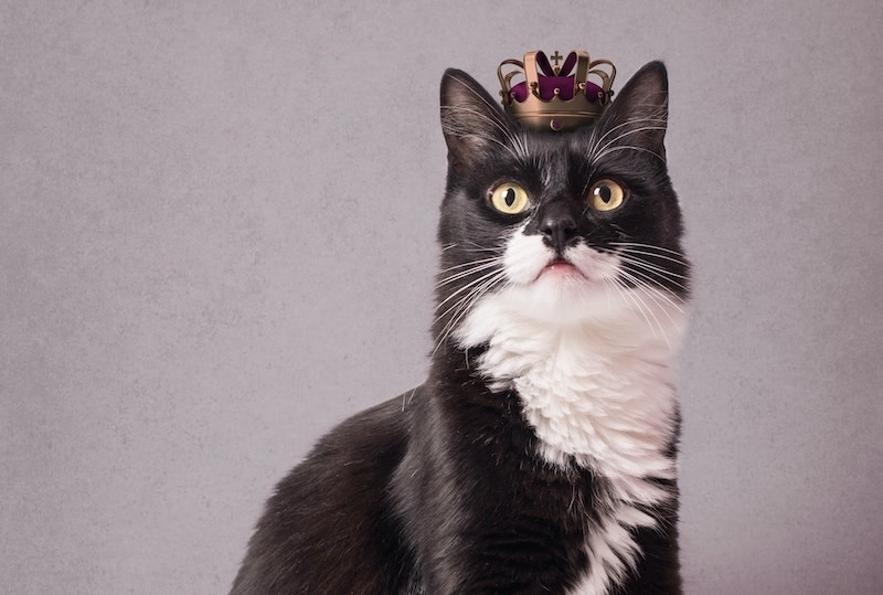 black and white tuxedo cat wearing crown