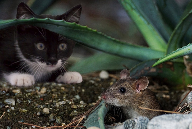 black and white young cat looking at a mouse outdoor