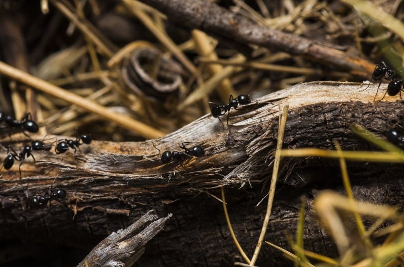 black ants in the wood