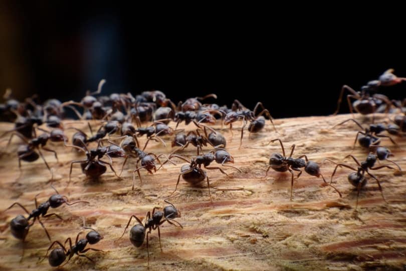 https://www.catster.com/wp-content/uploads/2023/12/black-ants-on-wood_ArtLovePhoto-Shutterstock.jpg