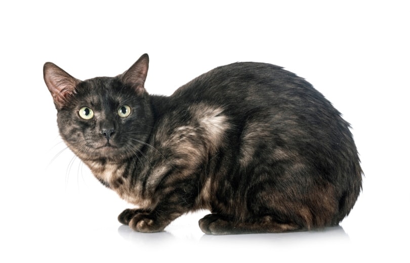 this is not a bengal cat, regular black cat